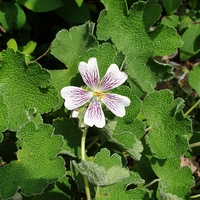 Geranium renardii